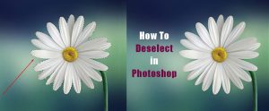 #1 Clipping Path Service Provider | Outsource Company in USA, Germany 42 Feature Image_how to deselect